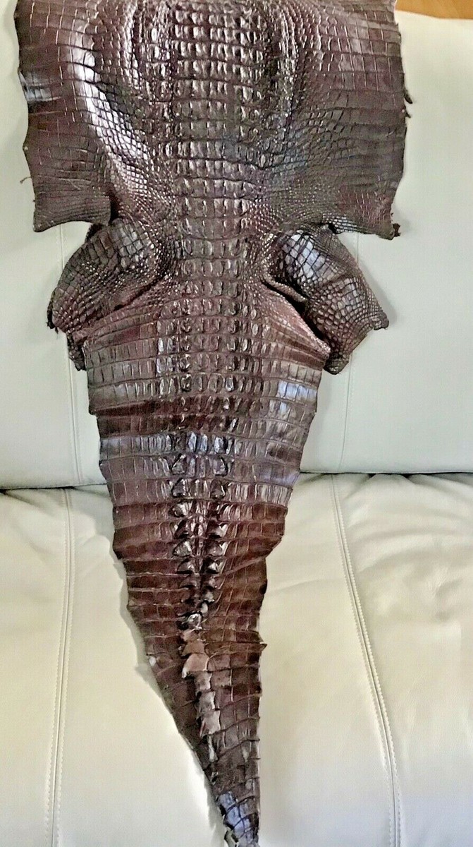 GENUINE CROCODILE SKIN クロコダイル 特注⭐️ Amazon.com: Pelgio Genuine Crocodile Alligator Foot Claw Skin