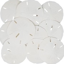 Tumbler Home White Sand Dollars 3"-3.5" - 10pcs - Wedding Seashell Craft Sand...
