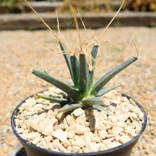 Leuchtenbergia principis cactus Cacti Succulent real live plant
