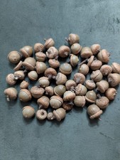 50 acorns with caps for fall crafts, real Air Dried acorns. Not Glued