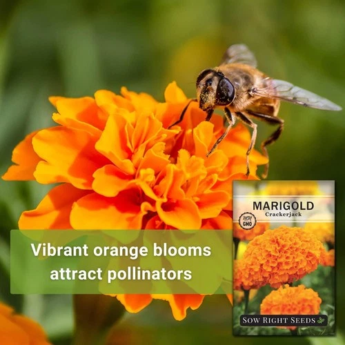 Sow Right Seeds Crackerjack Marigold - Thumbnail 4