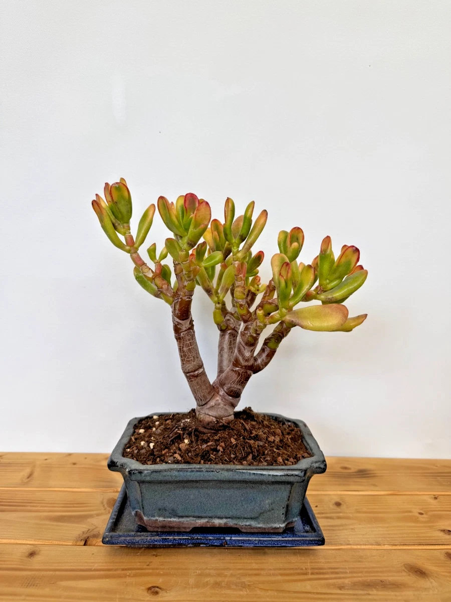 Pflanzen, Bonsai Crassula online kaufen | eBay.de