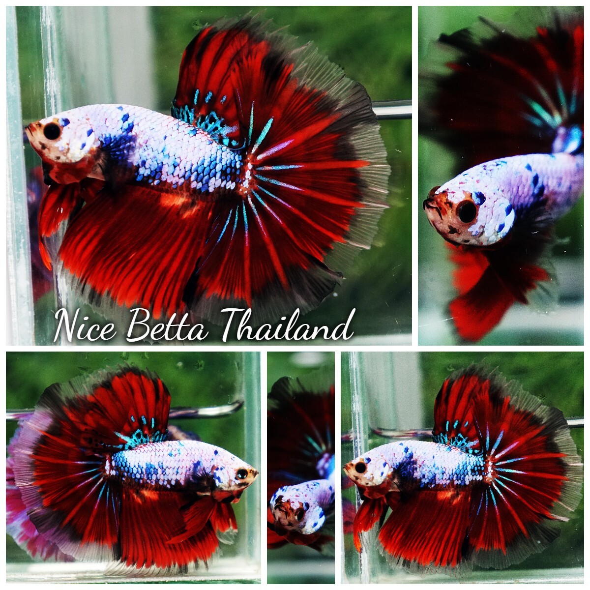 Betta Fish - OHM Fancy Red Evil Ring tail - By Nice Betta