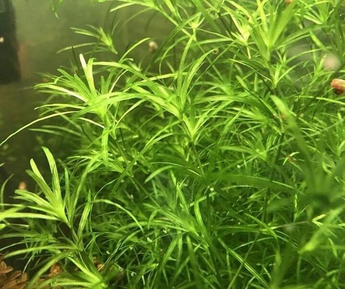 Guppy “Najas” Grass Floating Live Aquarium Plant Fish Tank Fast Growing Breeding - Picture 2 of 5