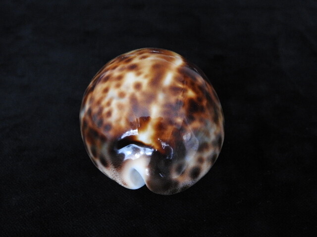 Picture 4 of 5