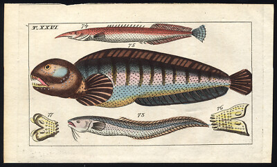 Antiker Druck-BARTSCHLANGENFISCH-ELEFANTENNASENFISCH-SEEWOLF-ZÄHNE-Wilhelm-1812