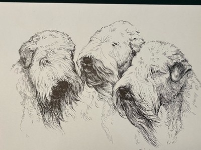 Soft Coated Wheaten Terrier  Print by Martha Van Loan 11 x17 signed/number