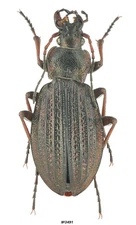 Coleoptera Carabidae Carabus (Morphocarabus) mestscherjakovi Russia W Sayan 20mm