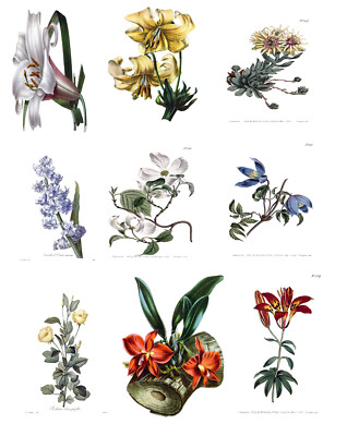 Vintage Botanische Illustration alte Drucke A3 A4 Kunst Deko Pflanze Baum Poster 
