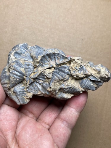 164g nice Devonian period brachiopod Spirifer specimen Geologic rock - Picture 17 of 24