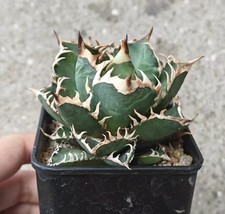 Sale Rare plant Agave 'Red Catweezle' WYSIWYG Boutique Garden Decor