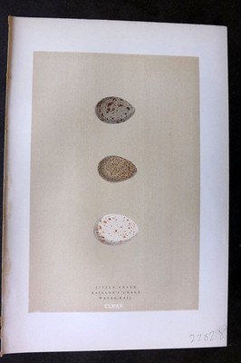 Morris 1896 Antique Bird Egg Print. Little Crake 180