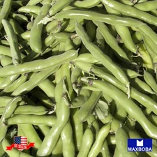 30 Broad Windsor Fava Bean Seeds Cover Crop Non-GMO Heirloom