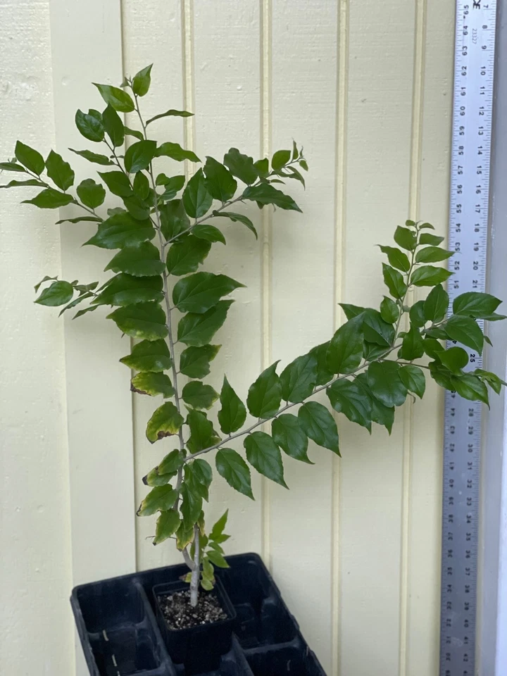 ~KEMTEMBILLA~ Dovyalis hebecarpa Tropical Apricot Ceylon 14-24+ in BIGGER Plants - Image 2 of 4