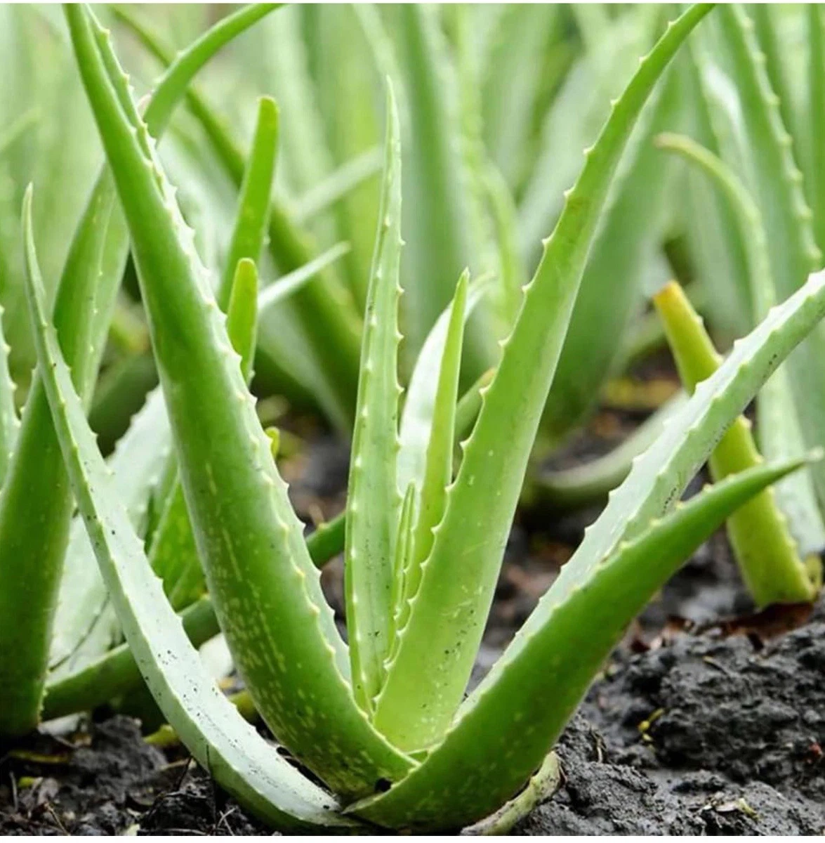 aloe vera gel canarias Aloe Vera Gel Puro, 100% natural, organic, vegan – XXL Lashes main image 0