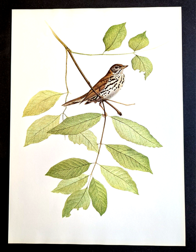 J F Lansdowne Birds Wood Thrush Vintage Art Print Book Plate 65 - Picture 3 of 3