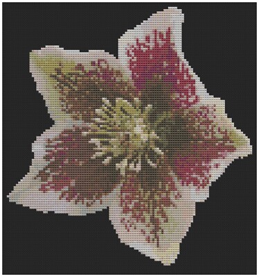 Kreuzstichmuster Von Florashell - Weihnachtsrose Blume
