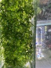 Pellia Moss, Subwassertang Aquarium grown, and Healthy Trop On Cholla Wood ADA