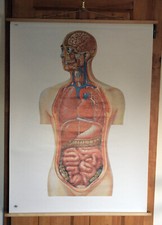 Deutsches Hygienemuseum Lehrtafel 2008 Torso ca. 80x115 cm OHNE AUFH&Auml;NGUNG!!!