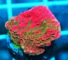 Grafted Montipora Capricornis Frag Zoanthids Zoa Paly SPS LPS Corals, WYSIWYG — photo 1