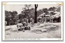 Cincinnati Ohio OH African Veldt Zoological Gardens Zebra Chrome Postcard