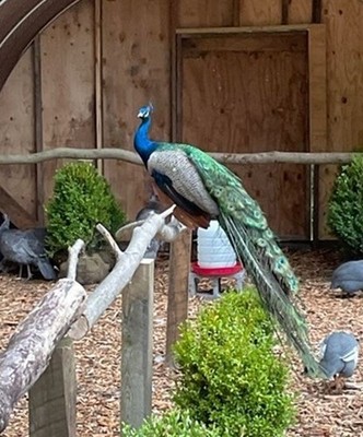 4 Peacock Hatching Eggs- Immediate Ship