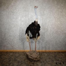 #29958 EL | Standing Ostrich Life-Size Taxidermy Mount For Sale
