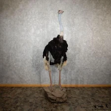#29958 EL | Standing Ostrich Life-Size Taxidermy Mount For Sale