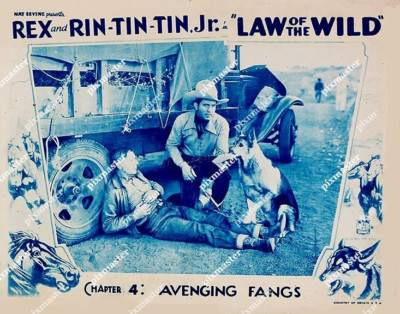 REX and RIN TIN TIN - LAW OF THE WILD 1934 EPISODE 4 11 x 14 LOBBY ...