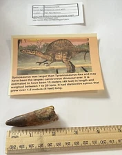 Spinosaurus Tooth Dinosaur Fossil not T Rex Cretaceous CS25