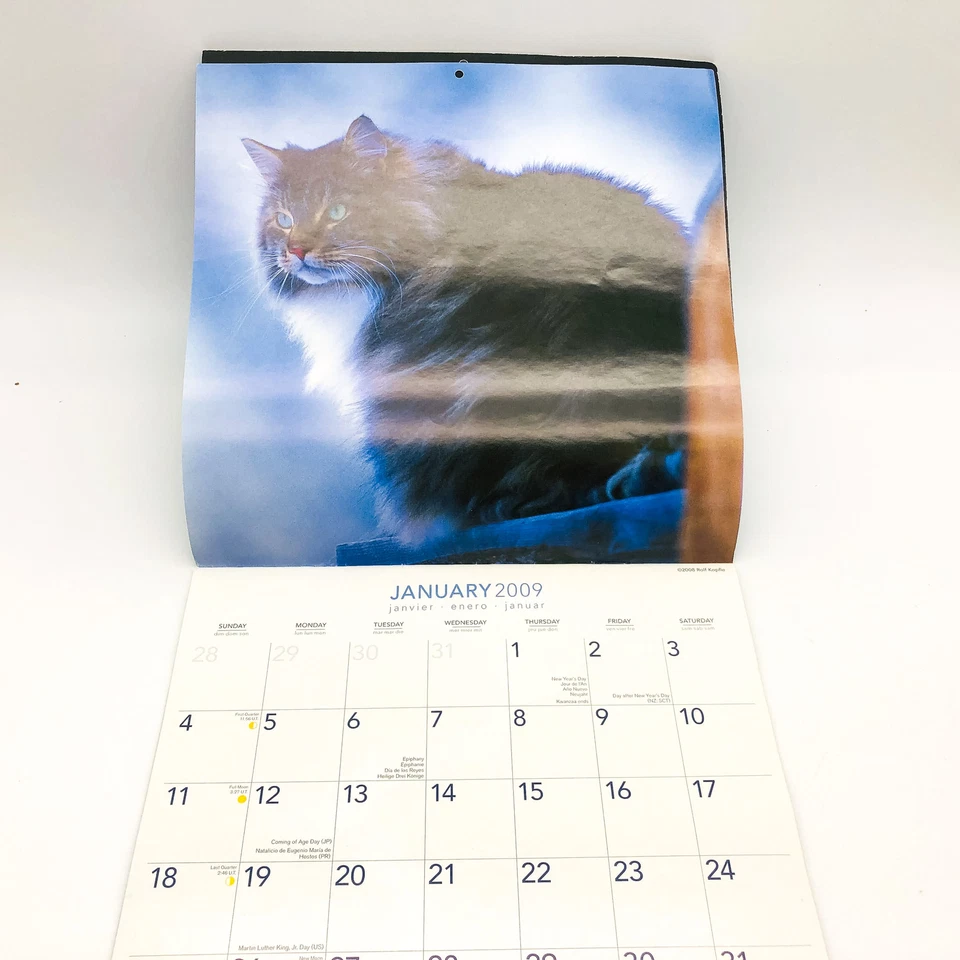 Maine Coon Cats Calendar 2009 Feline Animals Pets Rolf Kopfle Adriano Bacchella - Image 4 of 4