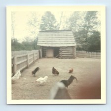 Old Vintage Square Color Photo CHICKENS NEW SALEM LOG CABIN ABRAHAM LINCOLN
