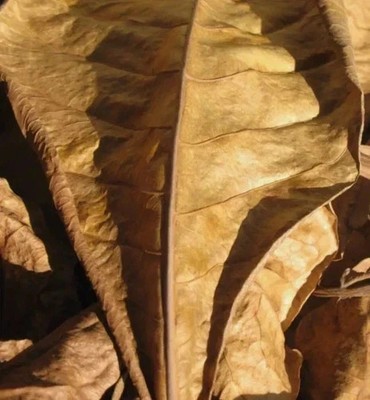Multicolor Pen in One  Whole Bay Leaves