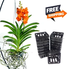 Vanda Pots Plastic Floating Flower Garden Orchid Wall Indoor Plants Living Art