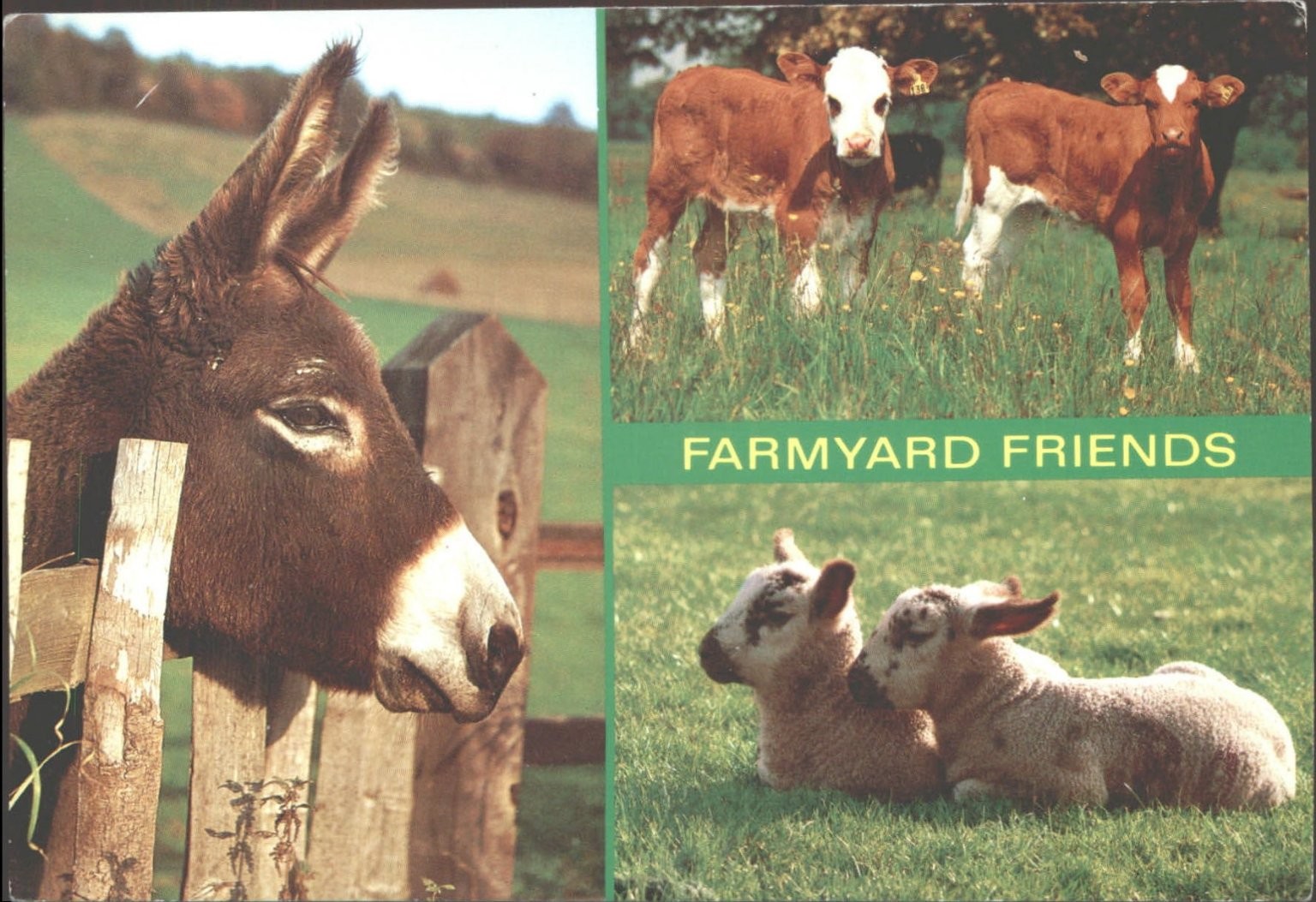 Farmyard Friends Donkey Calves Lambs Animals Salmon Kent Postcard 1999