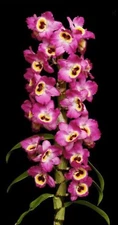 Dendrobium Red Emperor 'Prince' Blooming size Nobile Dendrobium Orchid Clone 4in