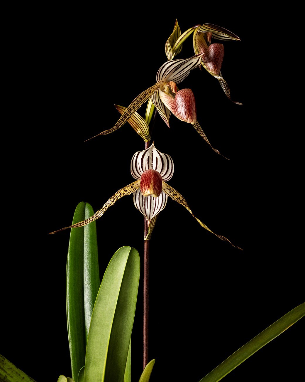 Paphiopedilum Lady Isabel Select Parentage. BS Multifloral ...