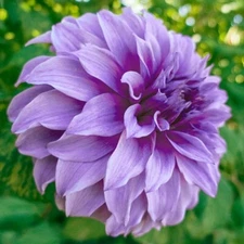 1 - Dinnerplate Dahlia VASSIO MEGGOS Flower Bulb Tuber Clump  EYE POPPING APPEAL