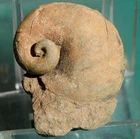 Platyceras gastropod fossil - Bolivia devonian gastropod