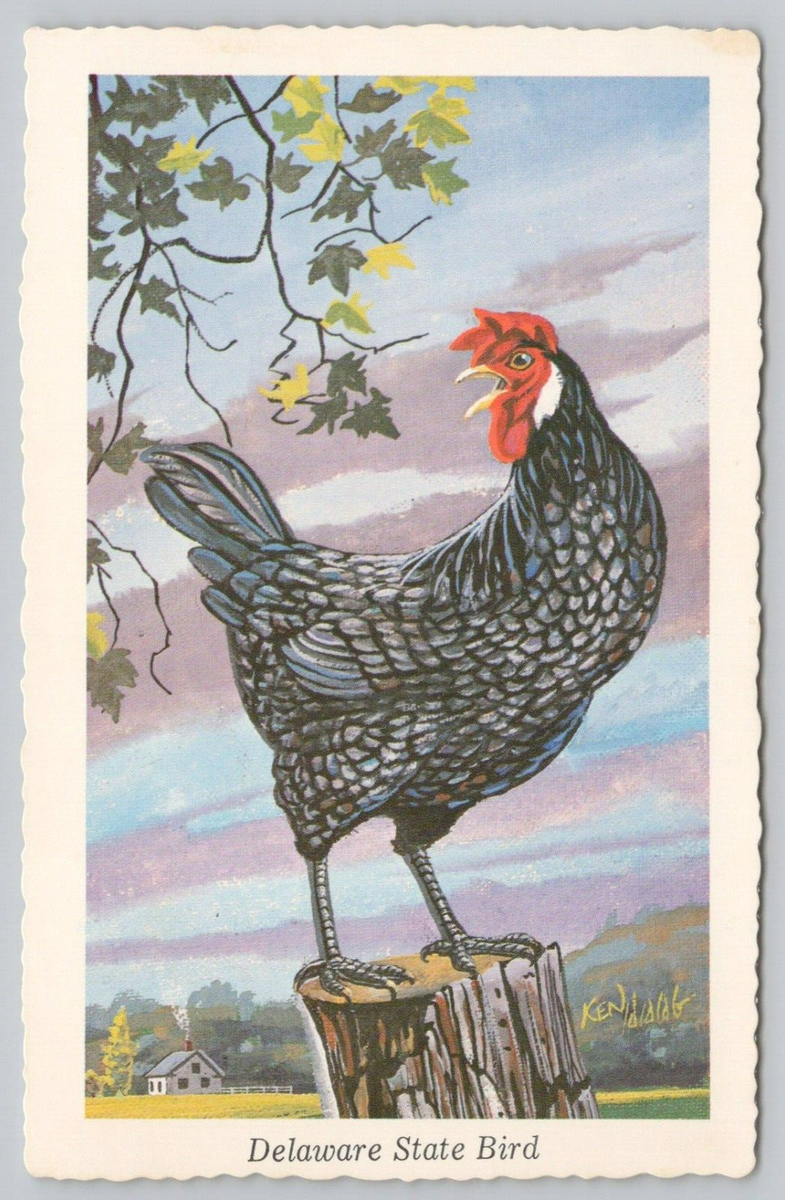 Postcard Delaware State Bird Blue Hen Chicken Painting by Ken Haag