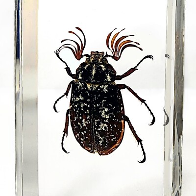 Eyelash Beetle in Resin, Insects in Resin, Real Pine Chafer, Polyphylla fullo
