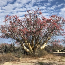 Pachycormus discolor, Baja Elephant Tree Se eds Fresh 2025 Harvest - 5 to 20