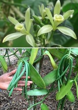 Vanille-Orchideen exotische Pflanzen für die Wohnung drinnen Zimmerpflanze Samen