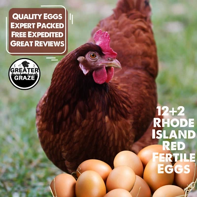 GREATER GRAZE Rhode Island Red Fertile Hatching Eggs 12+2 Bonus Fresh Free Range Fast Ship