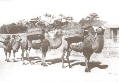 1920 Peking Kamele Berg Jing-Shan Jingshan Park Echtfoto Postkarte