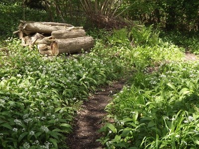 Photo A3 Tiptoe Through the Garlic Empshott Footpath passing through a l c2012