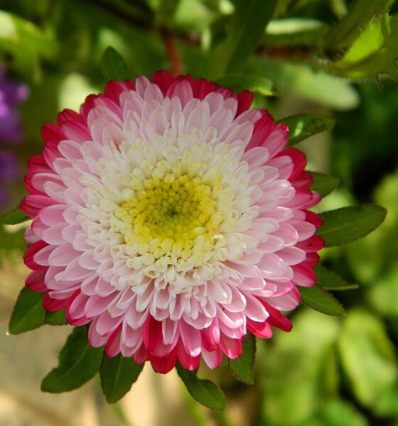 Seeds Aster Pompon Winter Cherry Red Outdoor Annual Garden Cut Organic Ukraine For Sale Online Ebay