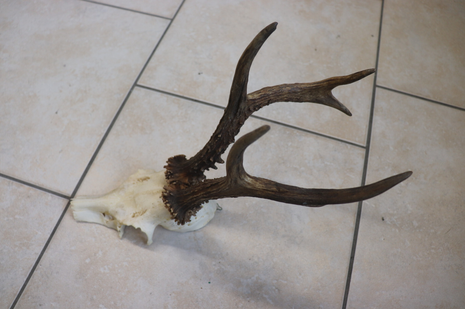 5 Paar REH Gehörn Rehgeweih Stangen - Natürliche Deko Für Haus & Garten