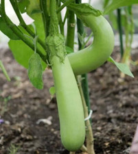 20 Graines - Aubergine Louisiana Long Green - Semences Paysannes - BIO