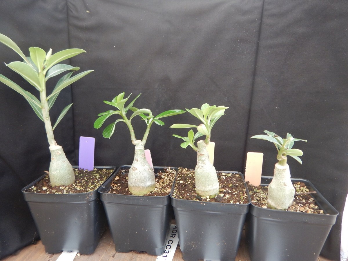 Adenium Obesum Grafted Plant 